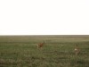 Serengeti : antilopes