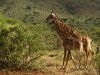 Serengeti : girafes