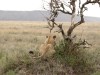 Serengeti : scrute pour le petit déjeuner