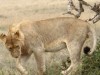 Serengeti : lionne en ballade