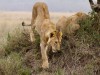 Serengeti : lion en ballade