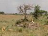 Serengeti : la famille !