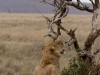 Serengeti : lion tirant la langue