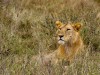 Serengeti : lion
