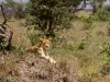 Serengeti : lionne