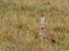 Serengeti : oiseau secrétaire