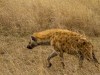 Serengeti : hyène