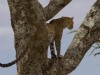 Serengeti : léopard