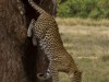 Serengeti : léopard