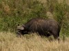 Serengeti : buffle
