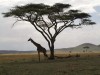 Serengeti : girafe
