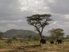 Serengeti : éléphants