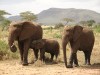 Serengeti : éléphants