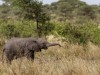 Serengeti : éléphanteau
