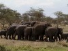 Serengeti : rencontre d\'éléphants