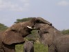 Serengeti : bisou d\'éléphants