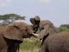 Serengeti : bisou d'éléphants