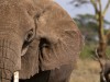 Serengeti : éléphant