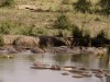 Serengeti : hyppo pool