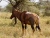 Serengeti : antilope