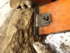 Serengti : les hyrax du lodge