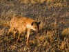 Serengeti : hyène