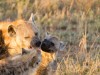 Serengeti : hyènes