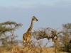 Serengeti : girafe