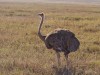 Serengeti : autruche