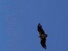 Serengeti : vautour