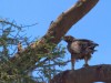 Serengeti : aigle