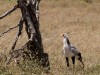 Serengeti : oiseau secrétaire