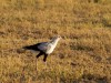 Serengeti : oiseau secretaire