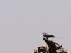 Serengeti : oiseau...