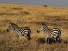 Serengeti : zèbres
