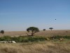 Serengeti : lionnes