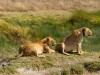 Serengeti : lionnes