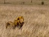 Serengeti : lion supervisant la chasse