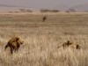 Serengeti : ça matte les zèbres
