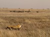 Serengeti : lionne en chasse