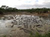Serengeti : hippo pool
