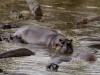 Serengeti : hippo pool