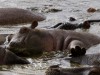 Serengeti : hippo qui pousse