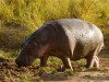 Serengeti : hippo qui broutte
