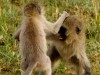Serengeti : fight club monkey