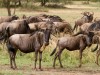 Serengeti : gnus