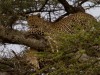 Serengeti : léopard et son diner
