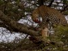 Serengeti : léopard dinant