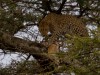 Serengeti : léopard dinant