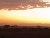 Serengeti : sunset